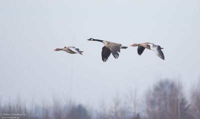 Gęgawy i bernikla kanadyjska z Doliny Karpia...