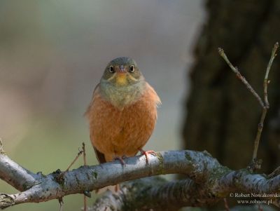 Ortolan z Szułoszowej...