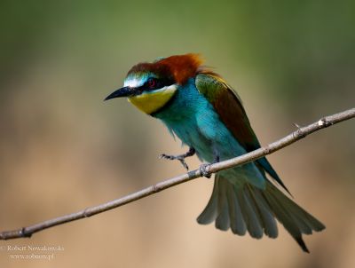 Żołna z nadwiślańskiej skarpy...