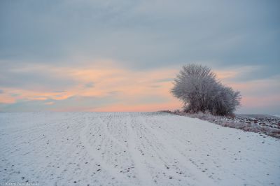 Krzak i pola w Polsce zimą....