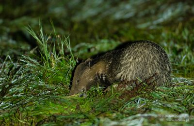 Borsuk na polowaniu nocą na polach Sułoszowej...