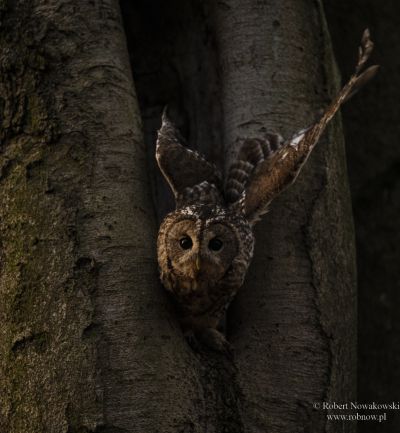 Wyprawa o zachodzie Słońca na łowy...