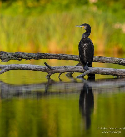 Kormoran u nas na wsi...