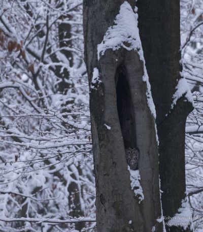 Jesień zimą u nas w lesie...