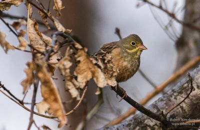 Ortolan z Sułoszowej...