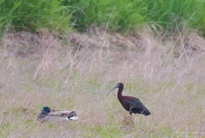 Ibis kasztanowaty ze Spytkowic ...